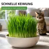 Katzengras  Samen - Avena sativa und Lolium perenne - Produktbild-Vorschau 7
