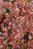 A close-up view of a plant with red and purple leaves. Produktbild-Vorschau