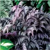 Stauden Gänge 3 x Athyrium niponicum 'Burgundy Lace' im 1 Produktbild-Vorschau 1