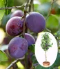 A close-up of plums on a branch, with a small inset image of a potted plum tree. Produktbild-Vorschau