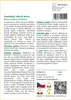 SAFLAX - Australský větrník strom - Stenocarpus sinuatus - Náhled obrázku produktu 3