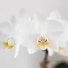 Kolibri Orchids weiße Phalaenopsis-Orchidee Amabilis Produktbild-Vorschau 8