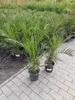 Two potted palm trees are displayed on a paved walkway, with more potted plants in the background. Voir les images du produit