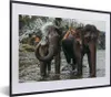 MuchoWow® MuchoWow® Gerahmtes Poster Elefant - Wasser - Produktbild-Vorschau 1