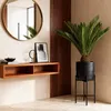 Green boutiQ - Zimmerpflanze - Cycas revoluta - Palmfarn - Produktbild-Vorschau 5