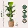 Paradiesvogelblume - Strelitzie - Strelitzia nicolai - Höhe Produktbild-Vorschau 2