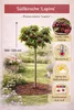 Ciliegio dolce Lapins 100–120 cm – ciliegio autofertile, Anteprima dell’immagine prodotto 3