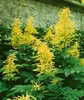 A cluster of yellow Aruncus dioicus plants with green foliage in front of a stone wall. Produktbild-Vorschau