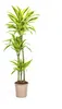 Dračí strom - Dracaena deremensis "Lemon Lime" - Zelená Náhled obrázku produktu 1