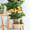Kolibri Orchids bietet ein Set aus 4 Phalaenopsis-Orchideen Produktbild-Vorschau 4