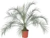 Zwergdattelpalme - Phoenix roebelenii - Höhe 80-90cm - Produktbild-Vorschau 1