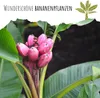 Kenia Bananen Samen (Musa velutina) - Exotische rosa Produktbild-Vorschau 2
