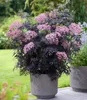 BALDUR Garten 2x Terrassen-Holunder Cherry Lace®, Pflanze Produktbild-Vorschau 2