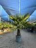 Trachycarpus Fortunei Palmier éventail chinois, 140-160 cm, Voir les images du produit 7