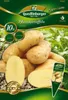 Pflanzkartoffel Salome (10 Stück) (gelb, festkochend, sehr Produktbild-Vorschau 4