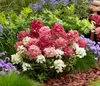 Dehner Bodendecker-Rispenhortensie Groundbreaker® Ruby™, Produktbild-Vorschau 8