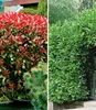 BALDUR Garten 2er Immergrüne Hecken-Kollektion, Pflanzen im Produktbild-Vorschau 1