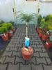 Thuja Plicata Whipcord - Żywotnik olbrzymi szczepiony Podgląd zdjęcia produktu 1