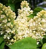 Flieder ´PRIMROSE´ 60-70 cm, Cont. 2,5 l Produktbild-Vorschau 2