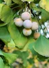 Set mit 4 Japanischer Walnussbaum – Ginkgo biloba – Höhe Produktbild-Vorschau 2