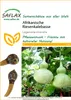 SAFLAX  -  zucca a bottiglia - 15 semi - Lagenaria Anteprima dell’immagine prodotto 5