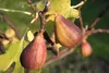 Feigenbaum ´TWOTIMER® GUSTIS´ 30-40 cm, Cont. 2 l Produktbild-Vorschau 4