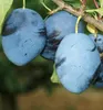 Pflaumebaum ´TOPEND PLUS´® Unterlage Myrobalan, wurzelnackt Produktbild-Vorschau 1