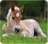 Kleine Diashow Tierbabys Produktbild-Vorschau 5