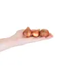 20er-Set Tulipa Double Pink, Tulpenzwiebeln, Wuchshöhe Produktbild-Vorschau 3