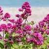 Bloomique - 3er Set - Centranthus Ruber Coccineus - Produktbild-Vorschau 1