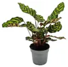 Stínomilná rostlina se zvláštním vzorem listů – Calathea Náhled obrázku produktu 2