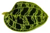 Juwelorchidee - Macodes petola Emerald - Mini-Erdorchidee Produktbild-Vorschau 2