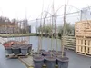 Indianerbanane 180 cm Asimina triloba Sunflower Papau Produktbild-Vorschau 2