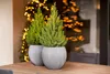 Two potted plants on a wooden table with blurred Christmas lights in the background. Produktbild-Vorschau