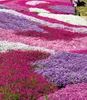 BALDUR-Garten 3er Phlox-Mix 'Flowers of the Sea',3 Produktbild-Vorschau 1