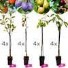 A collage of fruit trees in pots, with images of ripe fruit at the top. Produktbild-Vorschau