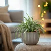 Zielistka Sternberga - 3 szt - Chlorophytum 'Atlantic' - Podgląd zdjęcia produktu 5