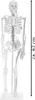 Anatomie Modell Skelett Auswahl Lebensgroß 180 cm oder Produktbild-Vorschau 4