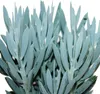 Senecio Aquarine 15cm kvetiná? Náhľad obrázku produktu 3
