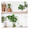 Indoor plants on shelves and a digital thermometer on a shelf. Anteprima dell’immagine prodotto