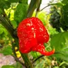 Carolina Reaper (Capsicum chinense 'Carolina Reaper') - 10 Náhľad obrázku produktu 1