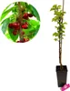 Prunus avium 'Boas' ® Säulenkirsche, 3 Liter Topf Produktbild-Vorschau 1