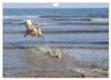 Lagotto Romagnolo, Sonderausgabe (Wandkalender 2027, DIN Produktbild-Vorschau 8