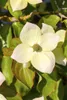 Cornus kousa, Japanischer Blumen-Hartriegel, 100–125 cm Produktbild-Vorschau 7