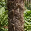 Bloomique - Trachycarpus Fortunei - Chinesische Hanfpalme - Produktbild-Vorschau 4