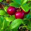 A close-up view of ripe red cranberries on a green leafy plant. Náhľad obrázku produktu