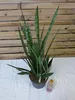 [Palmenlager] XL Sansevieria trifasciata "Silver" 90 cm - Produktbild-Vorschau 3