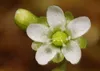 SAFLAX  - Rosolida - 50 semi - Drosera Anteprima dell’immagine prodotto 7