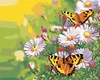 Zuty - Malen nach Zahlen - SCHMETTERLINGE AUF MARGERITEN, Produktbild-Vorschau 1