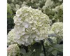 Rispenhortensie FloraSelf Hydrangea paniculata 'Limelight' Produktbild-Vorschau 2